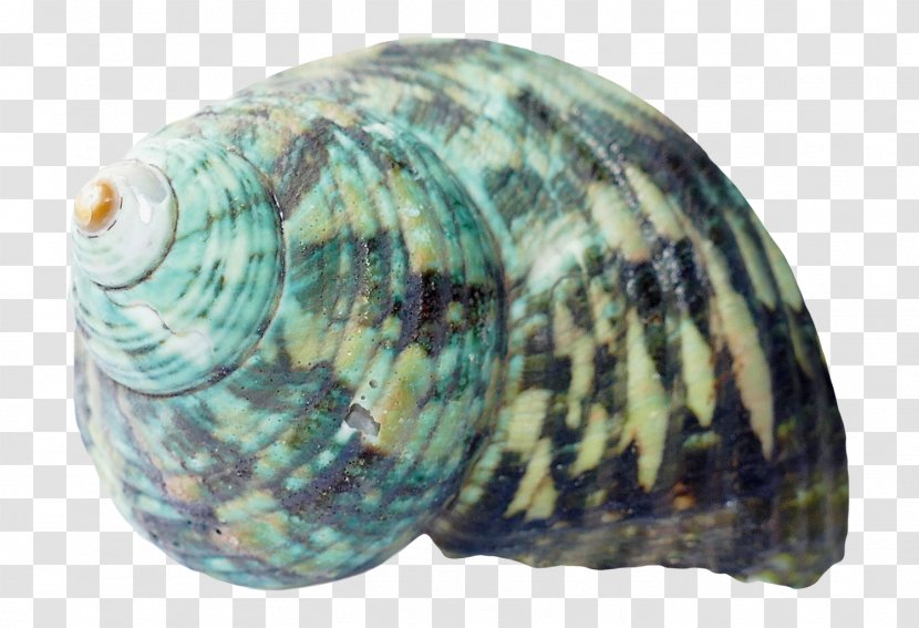 Seashell Clam - Image Resolution Transparent PNG