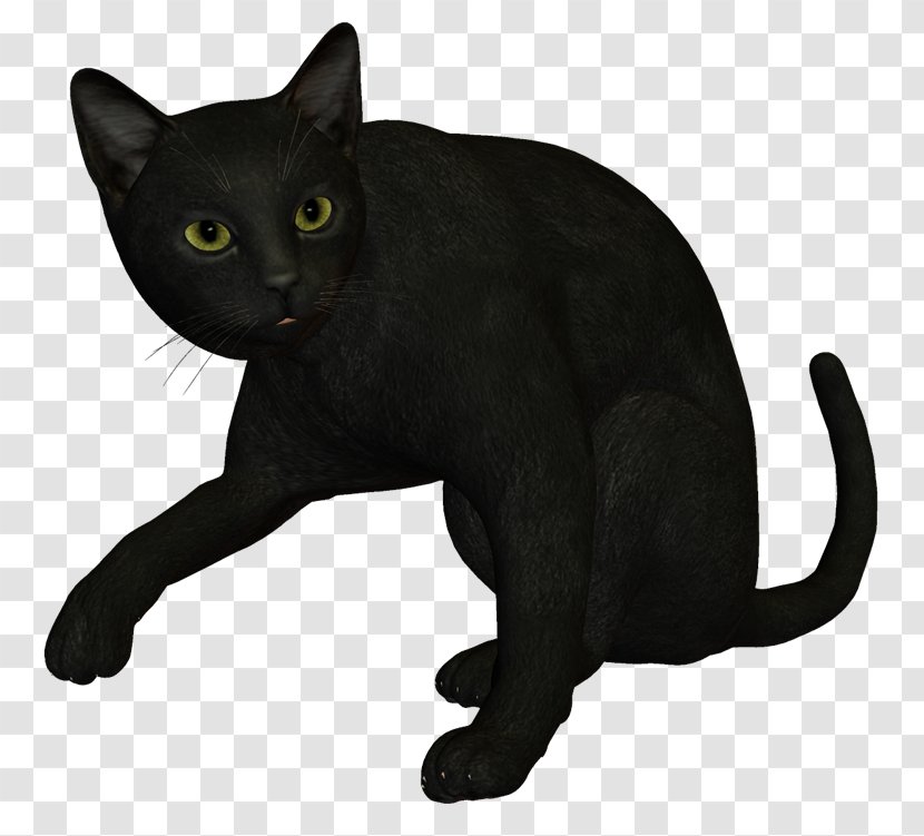 Bombay Cat Black Havana Brown Korat Burmese - Touchdown Transparent PNG