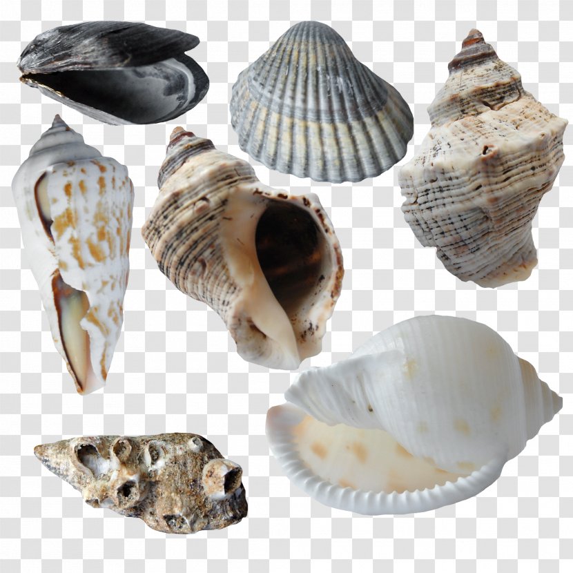 Cockle Seashell Oyster Scallop Conchology - Clam - Conch Collection Transparent PNG