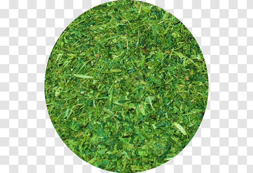 Mat Artificial Turf Lawn St. Augustine Grass Cosmetics - Japan Tea Transparent PNG