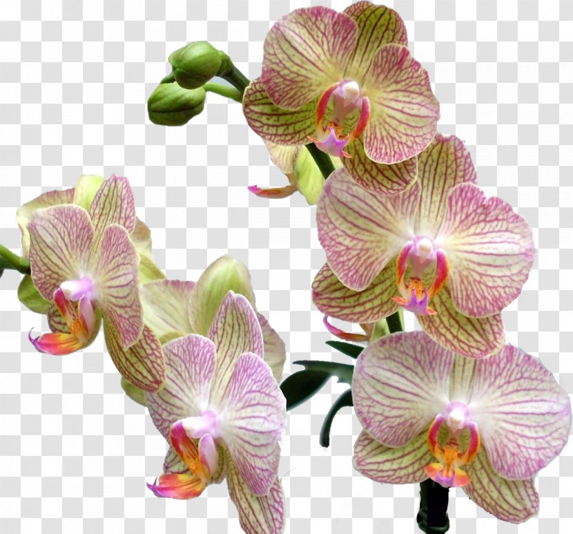 Cypripedium Calceolus Schomburgkia Liparis Moth Orchids Beauty - Dendrobium - Orchid Transparent PNG