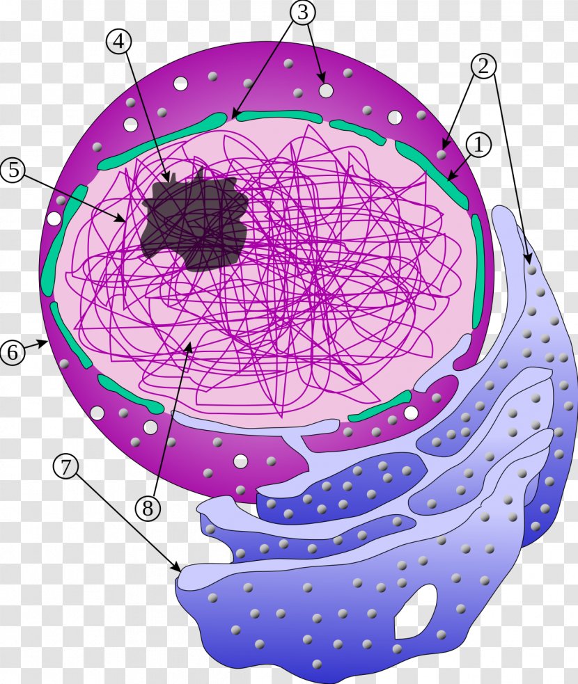 Endoplasmic Reticulum Cell Nucleus - Image File Formats Transparent PNG