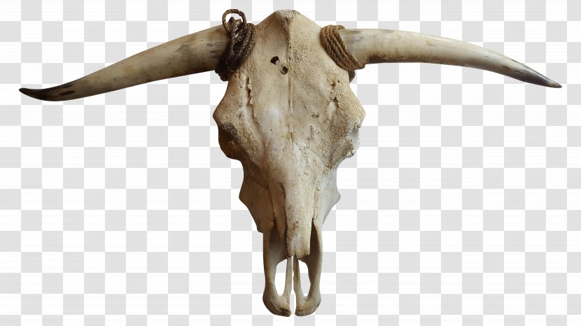 Cattle Goat Horn Bone - Goats - Cow Skull Transparent PNG
