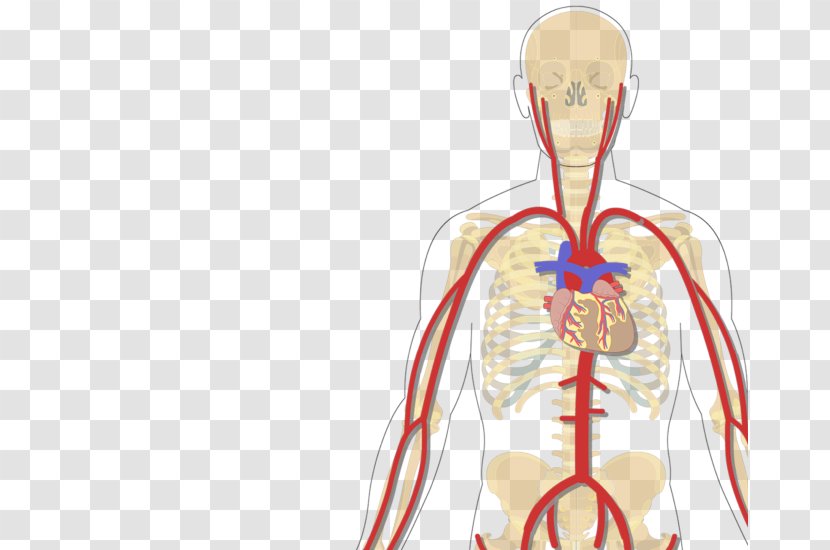 Human Body Vein Inferior Vena Cava Subclavian Artery - Cartoon - Arm Transparent PNG