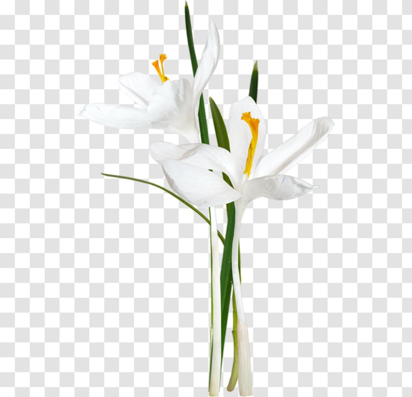 Photography Clip Art - Plant Stem - Flower Transparent PNG