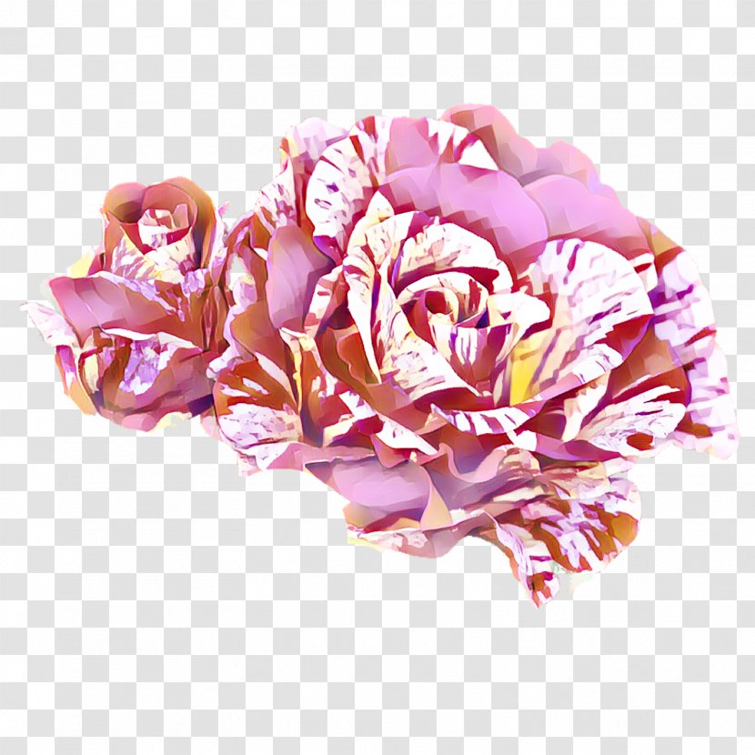 Garden Roses Cabbage Rose Cut Flowers Flower Bouquet Transparent PNG