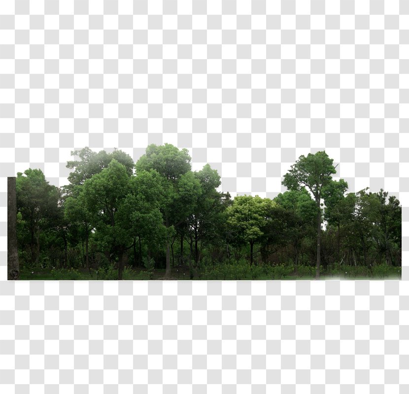 Download Forest Green - Meadow Transparent PNG