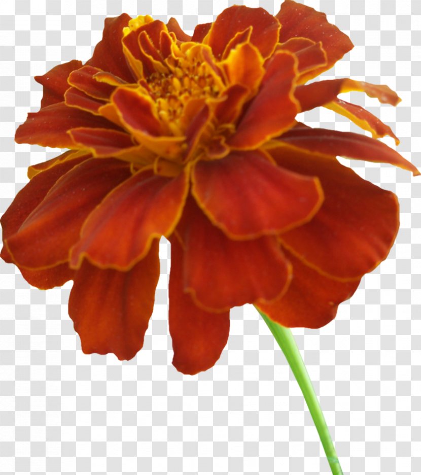 Mexican Marigold Scentsy Clip Art - Sowing - Photos Transparent PNG
