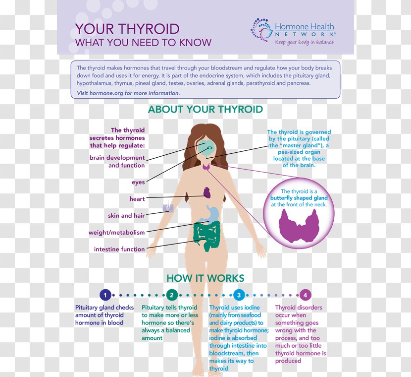 The Thyroid Disease Hyperthyroidism Cancer - Infographic - Health Woman Transparent PNG