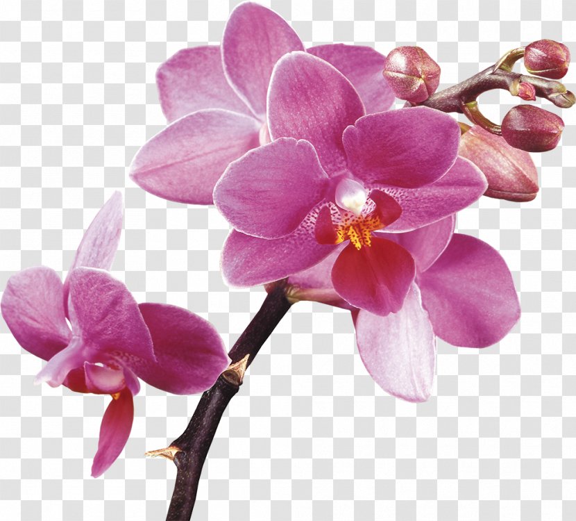 Orchids Purple Clip Art - Magenta - Crocus Transparent PNG