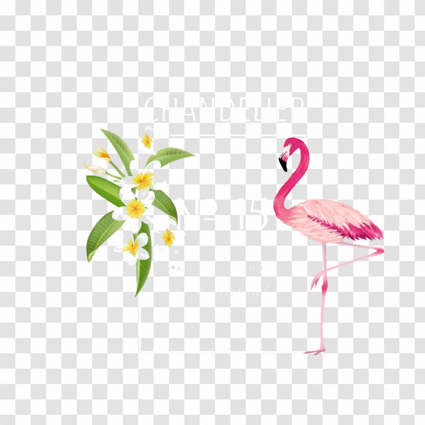 Flamingo Flower Euclidean Vector - Royaltyfree - Decorative Background Transparent PNG