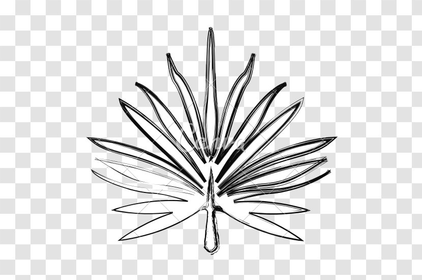 Palm Branch Leaf Drawing Plants Line Art - Trees - Tropical Transparent PNG