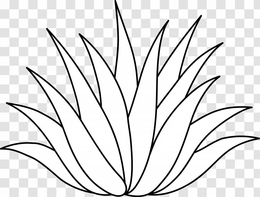 Centuryplant Agave Azul Aloe Vera Drawing Clip Art - Line - Plant Science Cliparts Transparent PNG