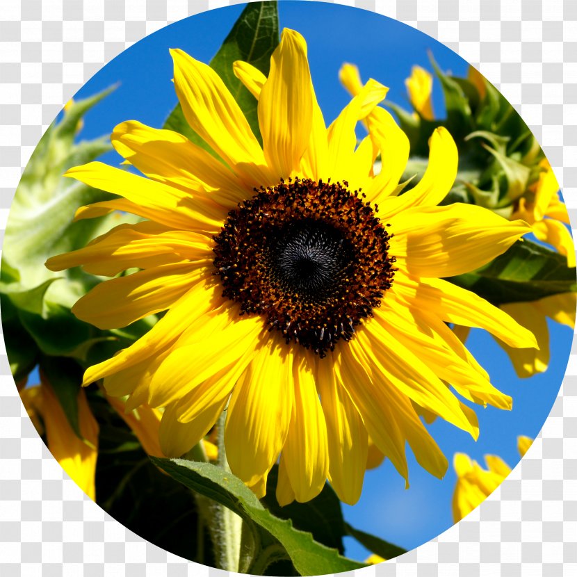 Common Sunflower Seed Oil Lecithin - Autobiography Of A Merchant Transparent PNG