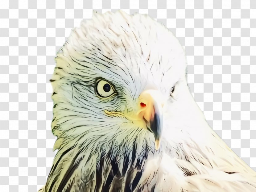 Bird Beak Of Prey Eagle Bald - Watercolor - Hawk Kite Transparent PNG