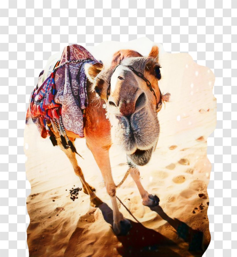 Camel Photography Image Desert - Trekking - Safari Transparent PNG