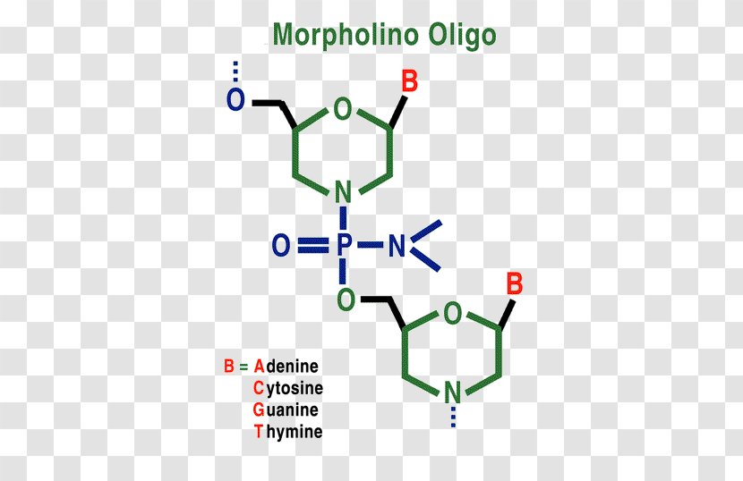 Morpholino Oligonucleotide Antisense Therapy Messenger RNA - Rna Transparent PNG