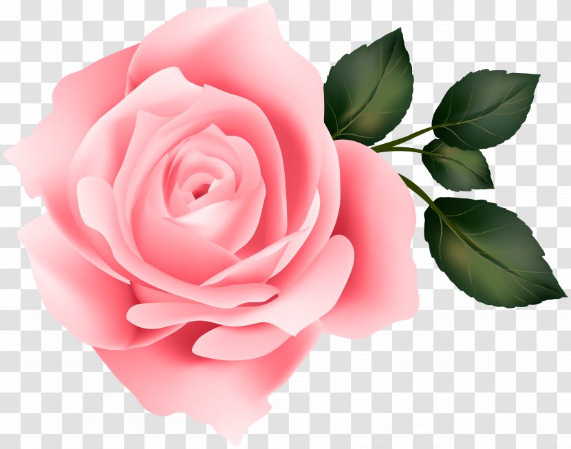 Rose Yellow Clip Art - Pink Image Transparent PNG