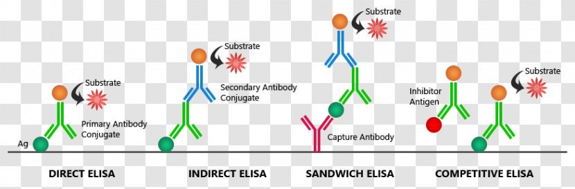 ELISA Enzyme Assay Immunology Chemical Reaction - Technology - Experiment Laboratory Test Method Transparent PNG