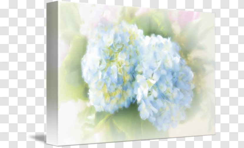 Hydrangea Floral Design Cut Flowers Flower Bouquet - Hydrangeaceae Transparent PNG