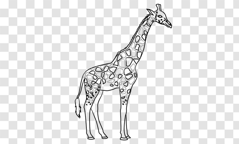 Giraffe Line Art Contour Drawing - Color Paperrplanes Transparent PNG