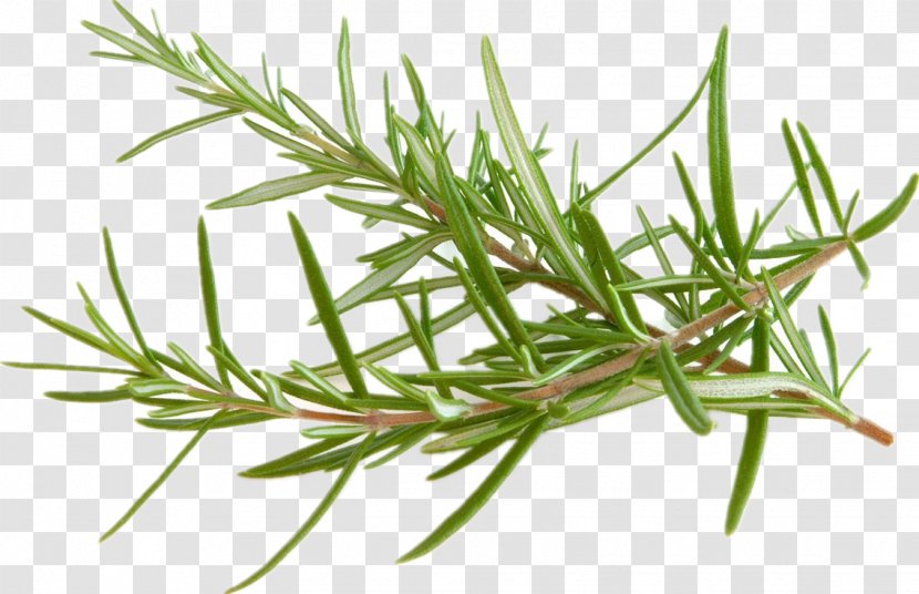 Rosemary Raw Foodism Herb Peppermint - Plant - Mediterranean Cuisine Transparent PNG