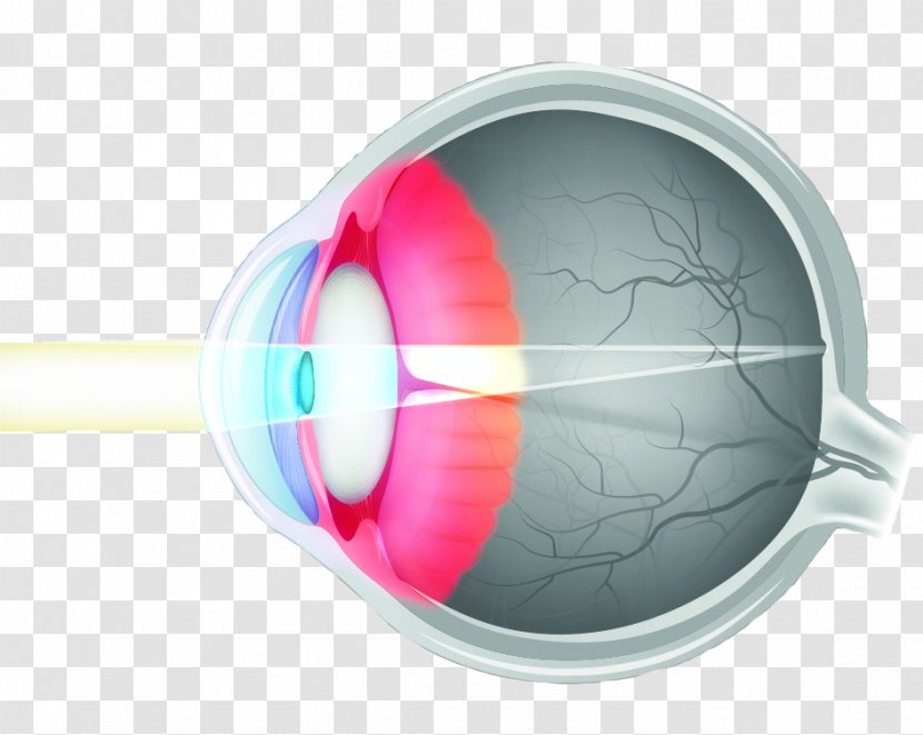 Human Eye Body Diagram Anatomy Transparent PNG