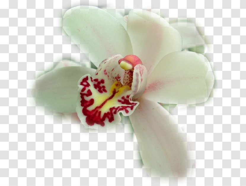 Moth Orchids Cattleya Cut Flowers Diary - Flower Transparent PNG