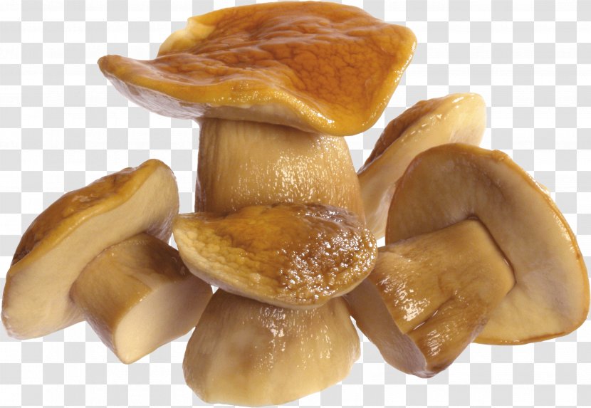 Fungus Mushroom - Common - Image Transparent PNG