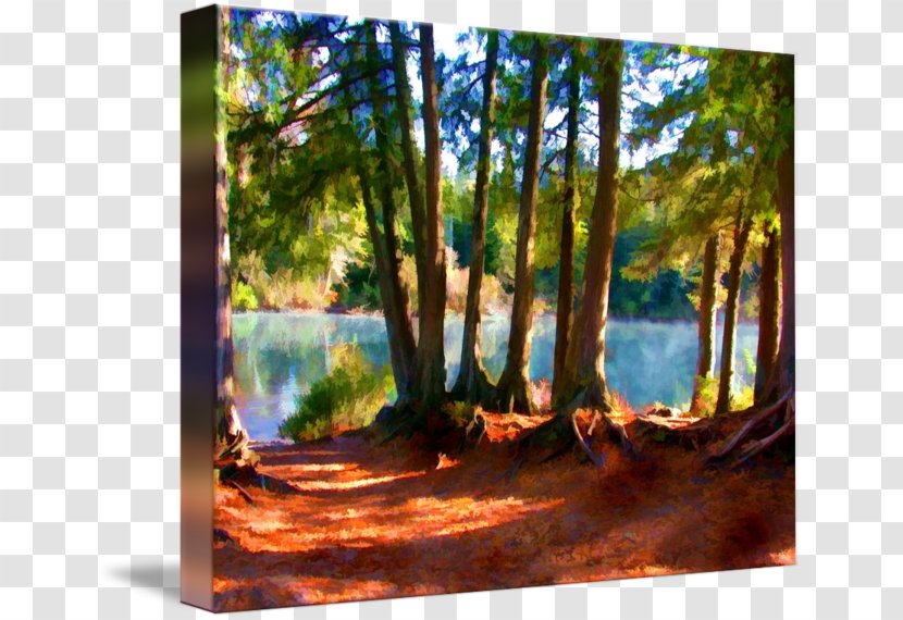 Bayou Painting Woodland Gallery Wrap Landscape Transparent PNG