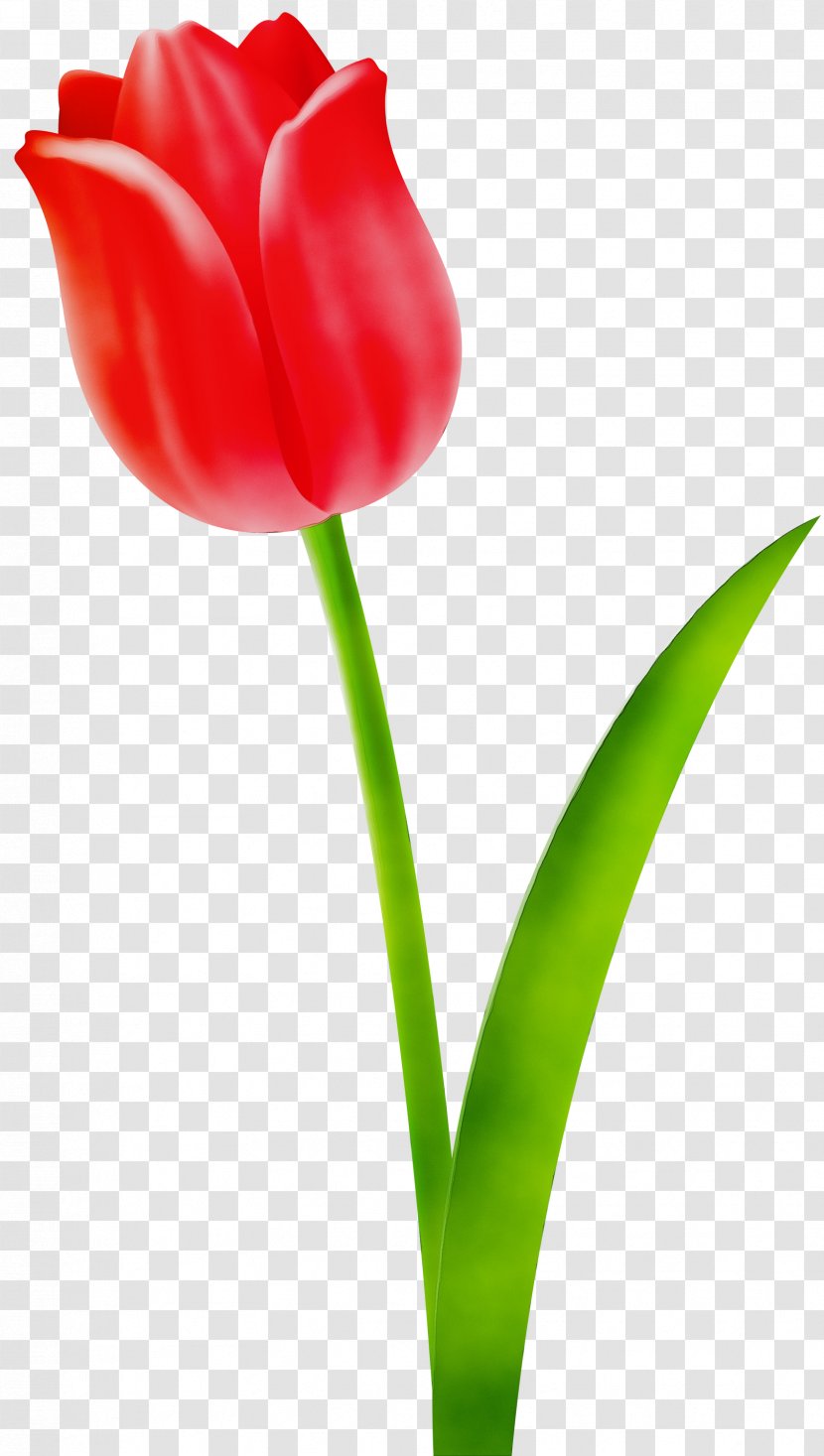 Flower Tulip Flowering Plant Petal Red - Cut Flowers Pedicel Transparent PNG