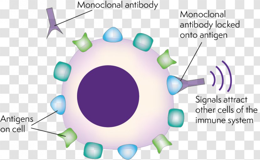 Monoclonal Antibody Therapy Antibody-dependent Cell-mediated Cytotoxicity - Watercolor - Technology Transparent PNG