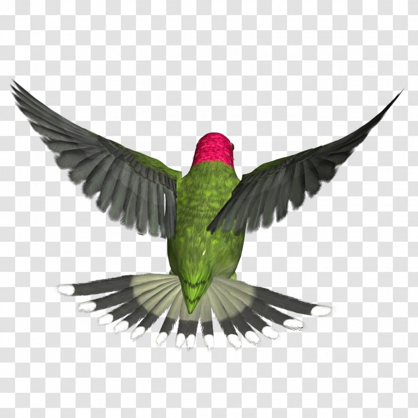 Hummingbird Clip Art - Highdefinition Video - Birds Transparent PNG