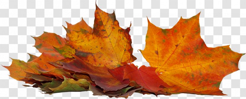 Autumn 0 September Image - De Transparent PNG