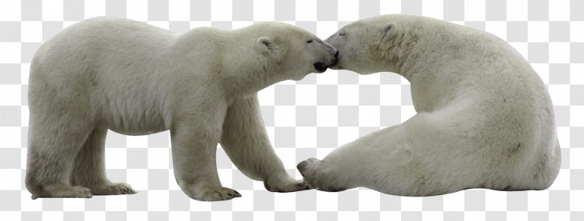 Polar Bear - Tiff - Carnivoran Transparent PNG