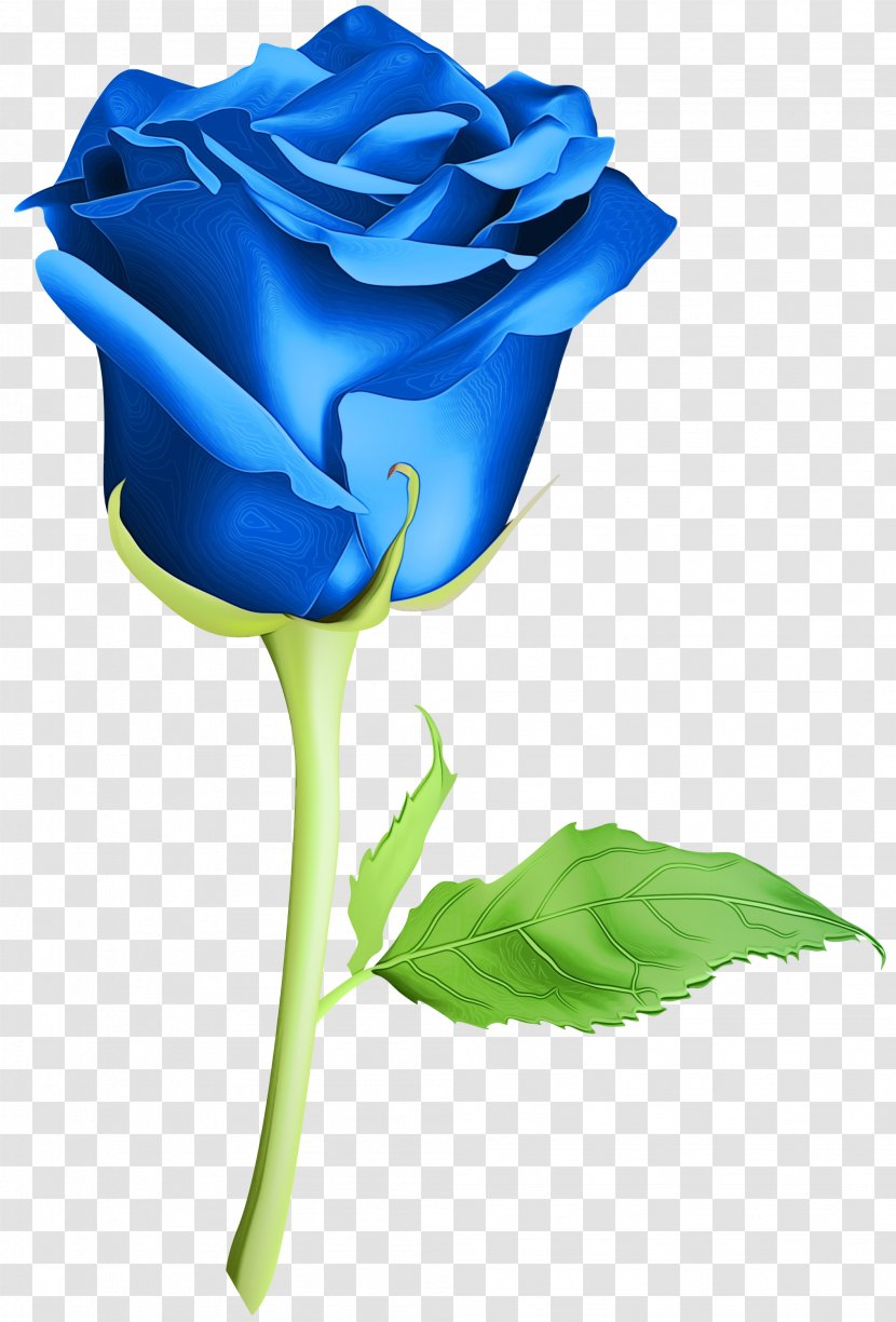 Garden Roses Blue Rose Cut Flowers Night .com - Lisianthus Transparent PNG