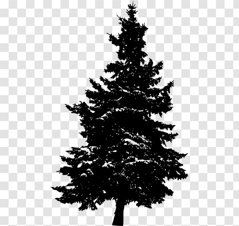 Eastern White Pine Fir Tree Evergreen Transparent PNG