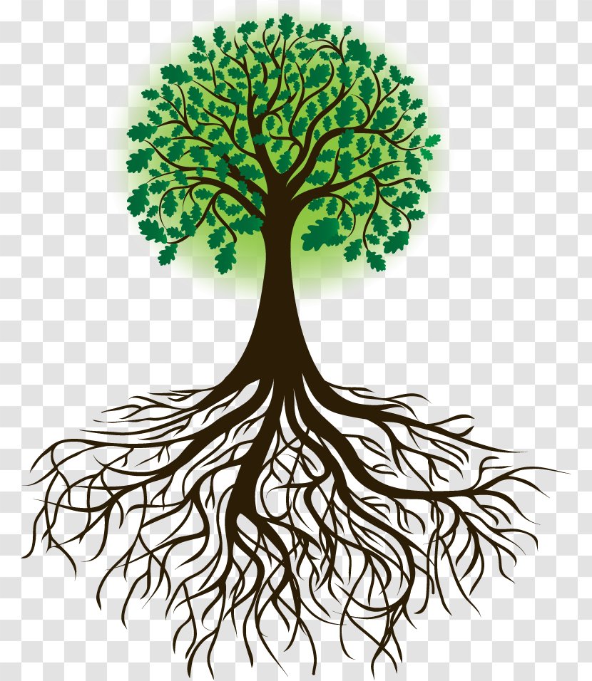 Drawing Root Tree Royalty-free - Silhouette Transparent PNG
