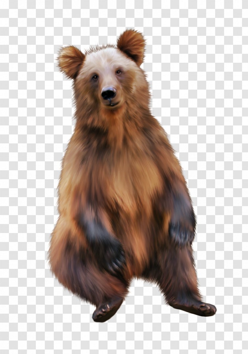 Airedale Terrier Stock Photography - Bears Transparent PNG