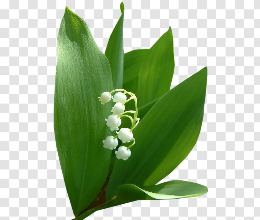 Lily Of The Valley Flower Bouquet Garden Roses Fleur Blanche Transparent PNG