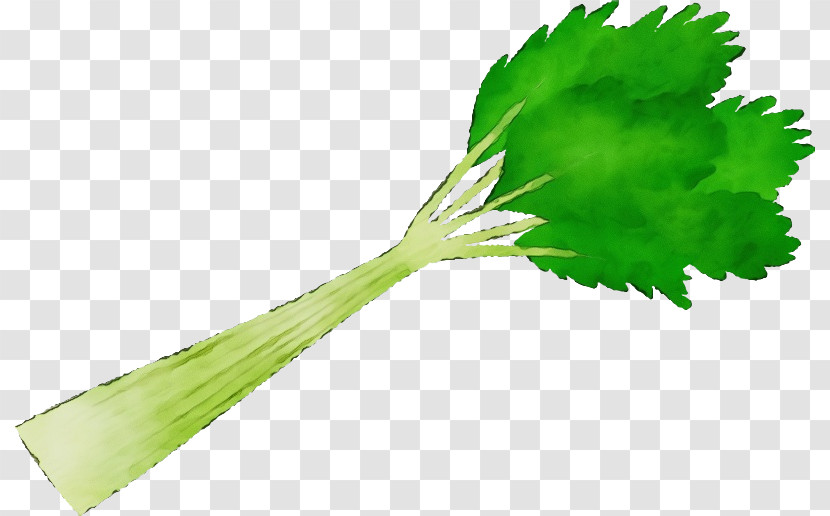 Leaf Plant Stem Leaf Vegetable Gardening Leaf Celery Transparent PNG