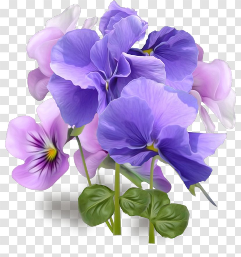 Pansy Clip Art Floral Illustrations Desktop Wallpaper - Purple - Flower Transparent PNG