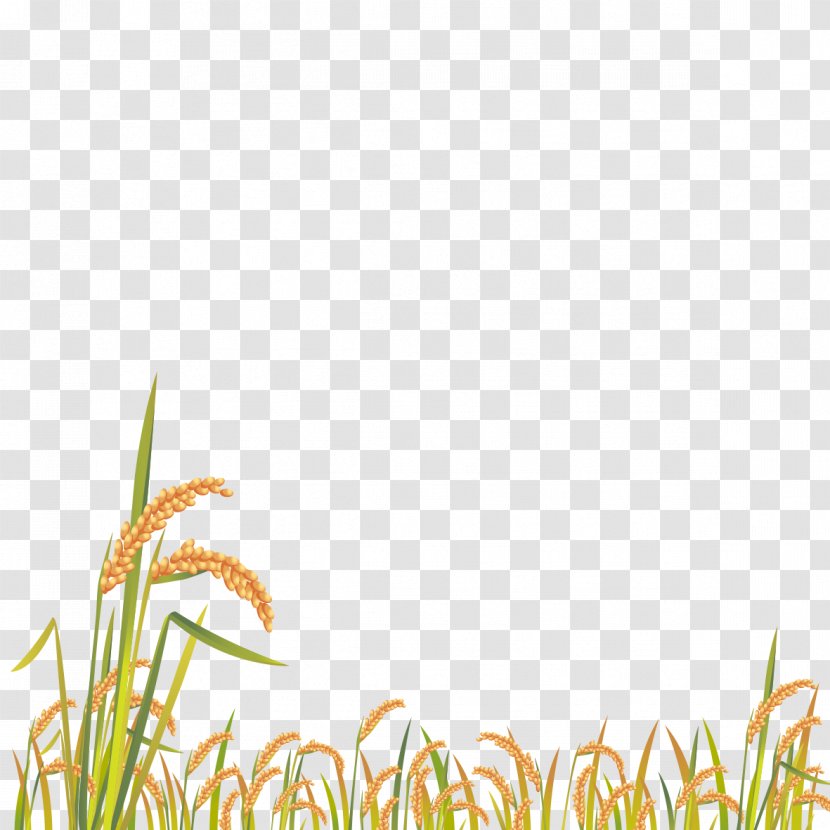 Cartoon Grass - Family - Grasses Transparent PNG
