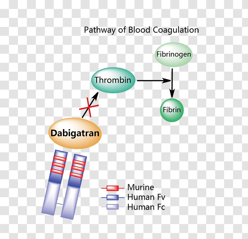 Idarucizumab Dabigatran Brand Monoclonal Antibody Logo - Diagram - Retinal Hemorrhage Transparent PNG