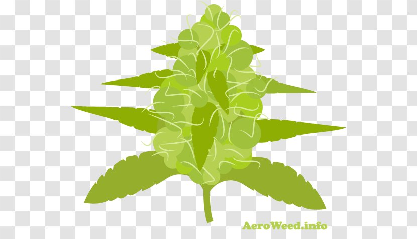 Leaf Herbalism Plant Stem Tree - Cannabis Trichomes Transparent PNG