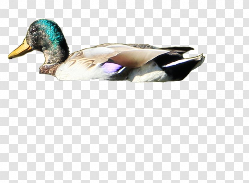 Duck Mallard Bird Desktop Wallpaper - Swimming Transparent PNG
