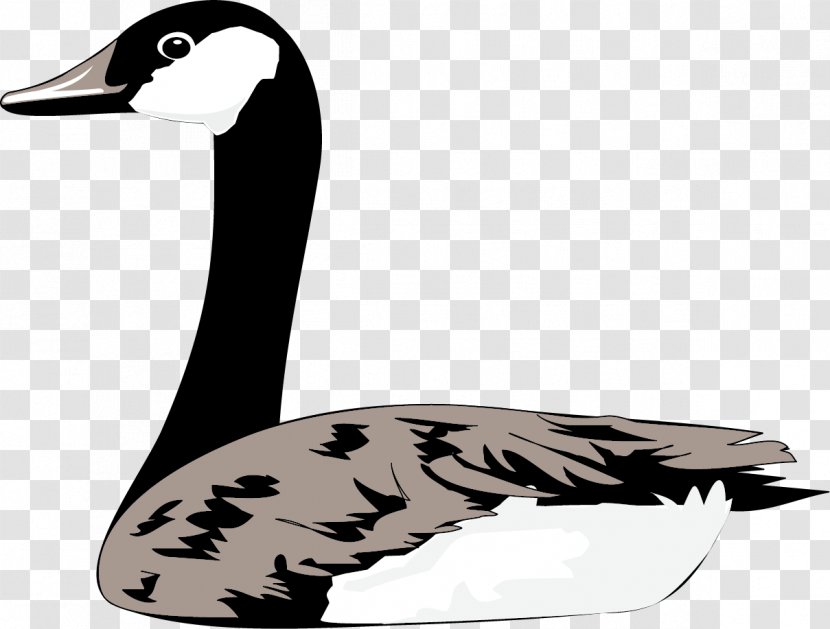 Duck Domestic Goose Cygnini Bird - Livestock - Vector Animal Black Transparent PNG