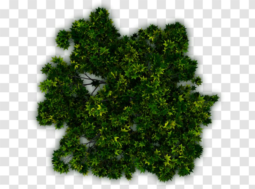 Tree Shrub Plant Evergreen - Englishkid Transparent PNG