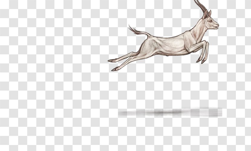 Lion Cattle Hyena Mammal Felidae - Arm - Gazelle Transparent PNG