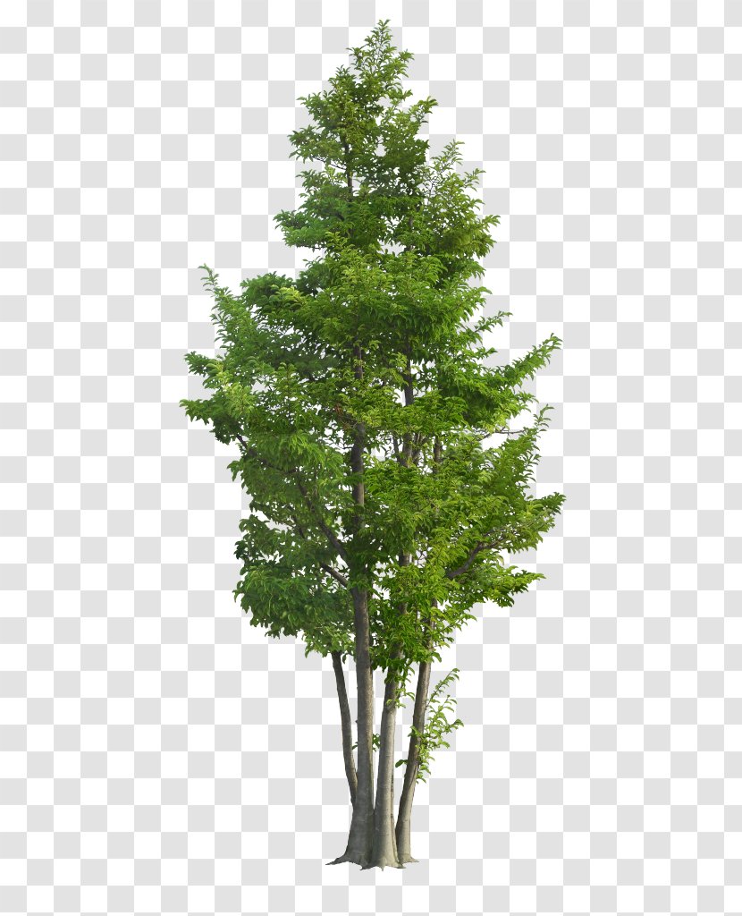 Populus Nigra Tree - Evergreen Transparent PNG